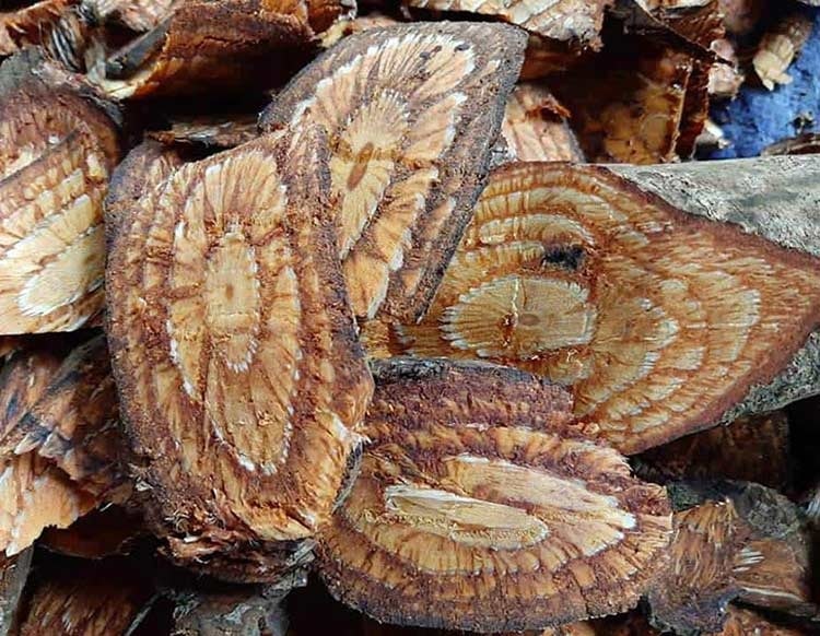 (Tổng hợp) Cây dây gắm -Vị thuốc quý điều trị đau xương khớp 4