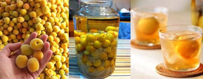 (Tổng hợp) Bài thuốc chữa bệnh từ quả mơ 4