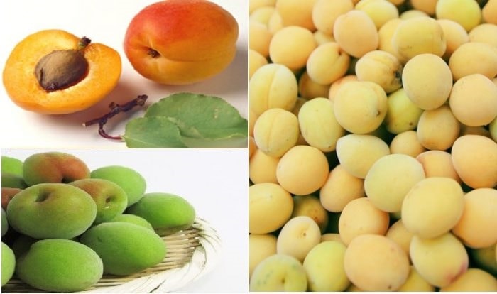 (Tổng hợp) Bài thuốc chữa bệnh từ quả mơ 1
