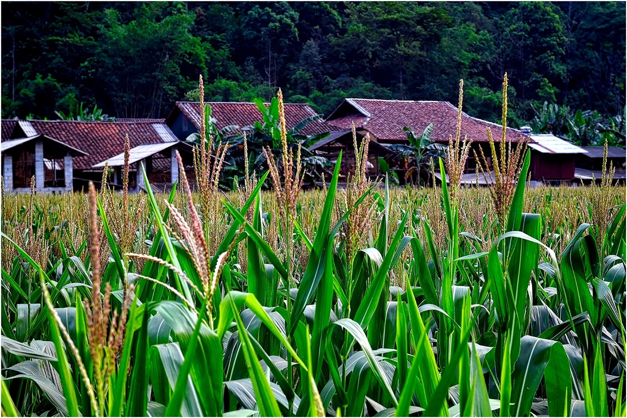 Một góc làng nghề làm hương Phja Thắp 