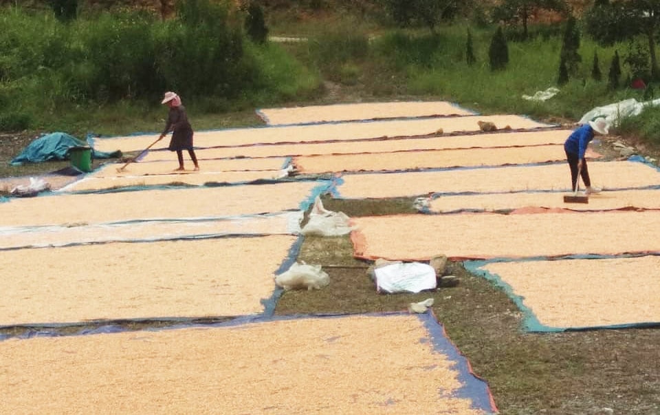 Việc hỗ trợ giống ngô giúp nông dân vùng cao Lào Cai giảm bớt khó khăn, từng bước ổn định, phục hồi sản xuất và đời sống Việc hỗ trợ giống ngô giúp nông dân vùng cao Lào Cai giảm bớt khó khăn, từng bước ổn định, phục hồi sản xuất và đời sống