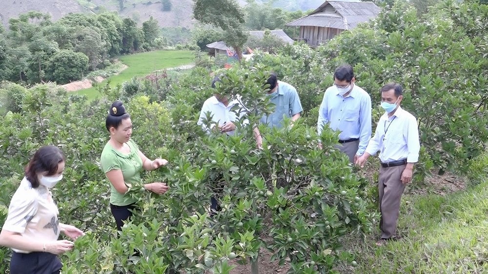 Người dân Mường Giôn đưa cây cam, bưởi lên đất dốc, thay thế các cây trồng kém hiệu quả
