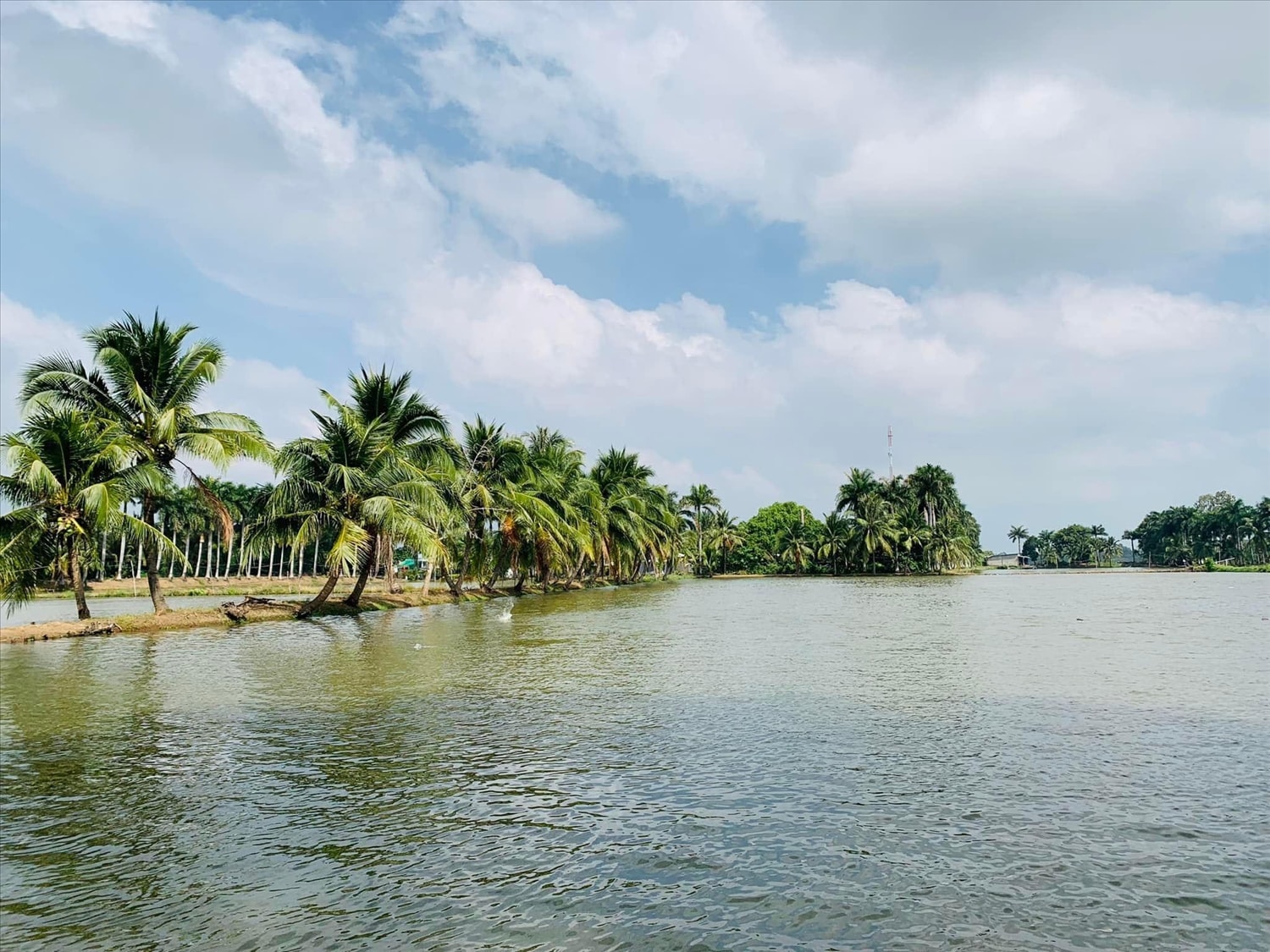 Ao cá ba sa trên Cồn Sơn