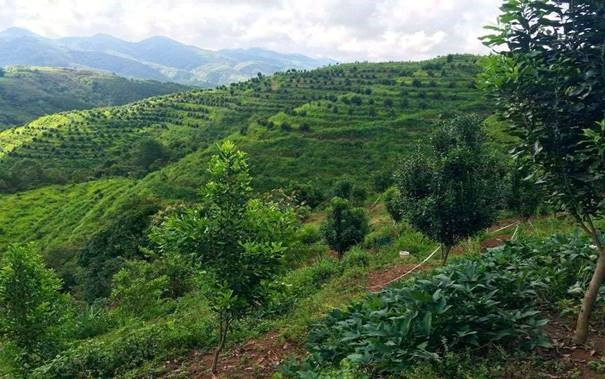 Cây mắc ca phát triển khá tốt tại xã Nà Khoa, huyện Nậm Pồ