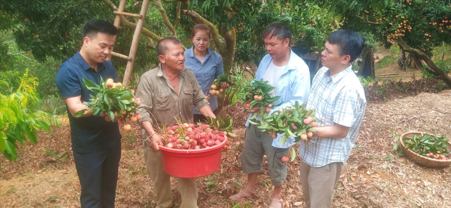 Ông Thường thu hoạch vải
