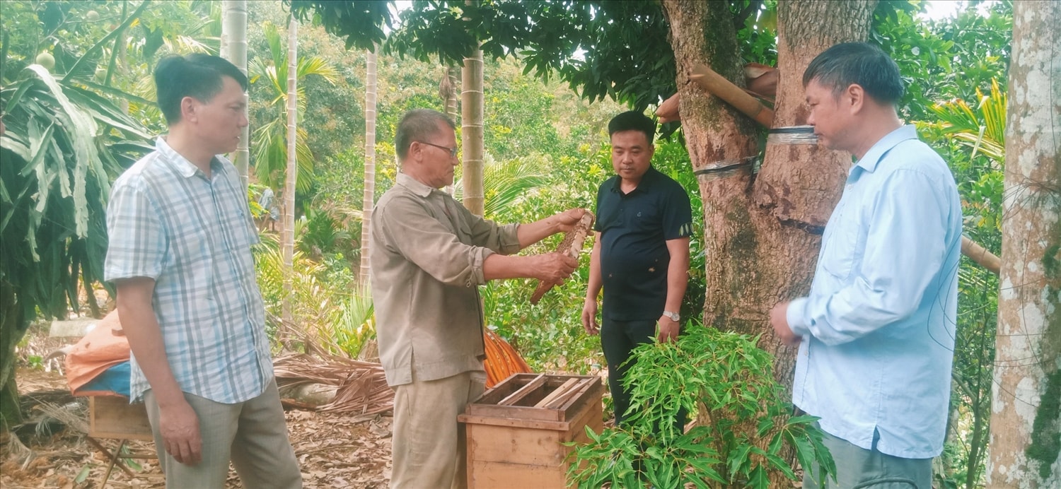 Ông Thường thành công từ mô hình trồng vải và nuôi ong lấy mật