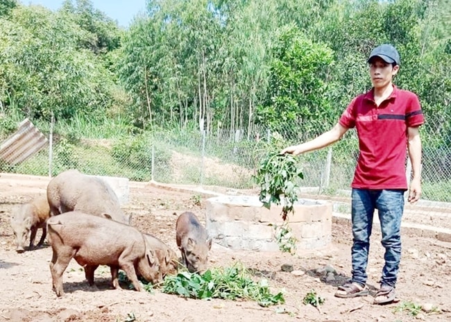 Đinh Vộ bên đàn lợn của gia đình