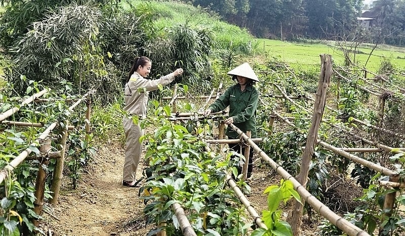 Bà Lá Thị Lan, dân tộc Thái ở xóm Hợp Thành, xã Yên Hợp (Quỳ Hợp) chăm sóc vườn dược liệu của gia đình