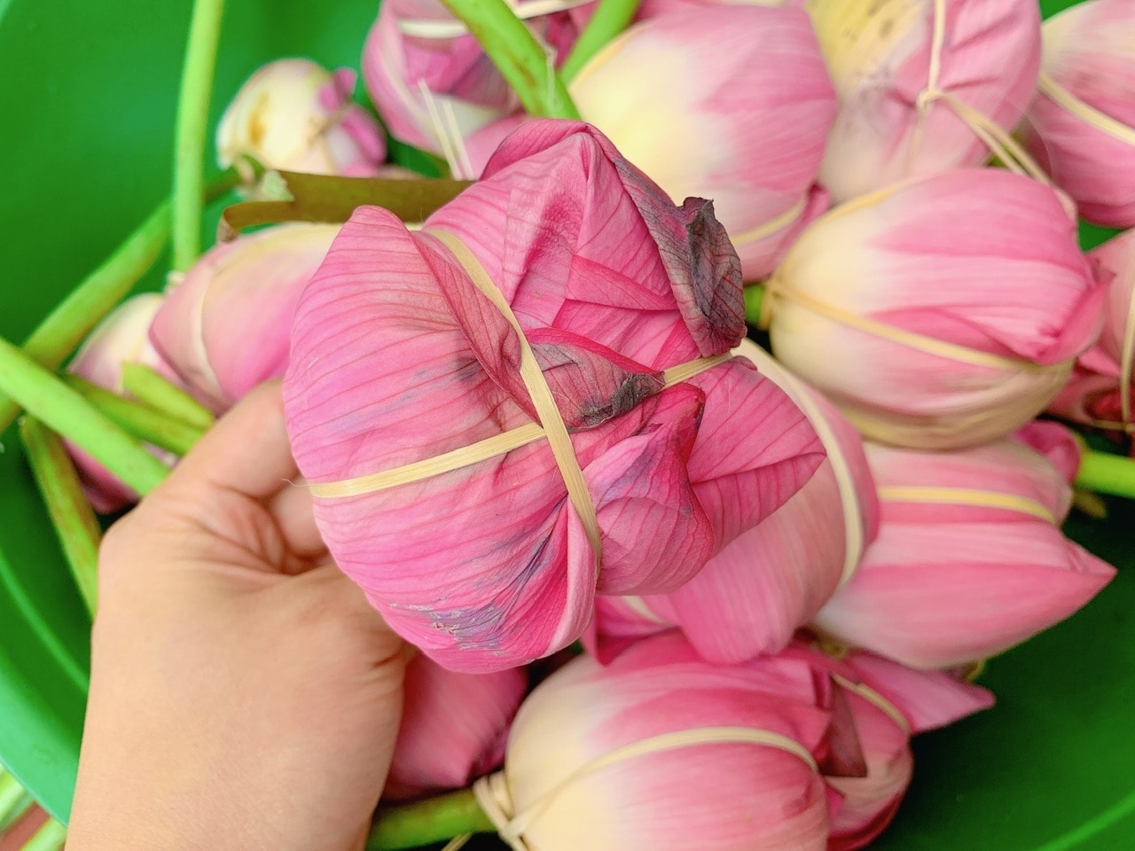 Sau khi đưa trà khô vào bên trong những búp sen, người thợ khéo léo dùng lạt buộc lại ở cuống hoa, để từng búp chè đều được gói gọn trong hương sen thơm thoảng Sau khi đưa trà khô vào bên trong những búp sen, người thợ khéo léo dùng lạt buộc lại ở cuống hoa, để từng búp chè đều được gói gọn trong hương sen thơm thoảng