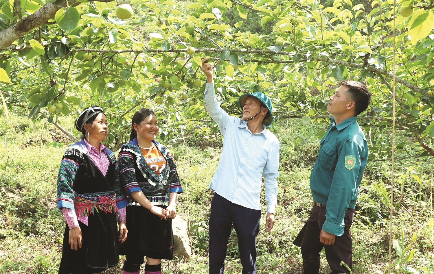 Giống lê VH6 mở ra hướng phát triển kinh tế mới cho người dân bản Giàng. Giống lê VH6 mở ra hướng phát triển kinh tế mới cho người dân bản Giàng.