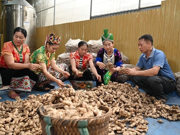 Cựu Chiến binh Nguyễn Văn Luân hướng dãn bà con chọn giống gừng cho vụ tiếp theo.
