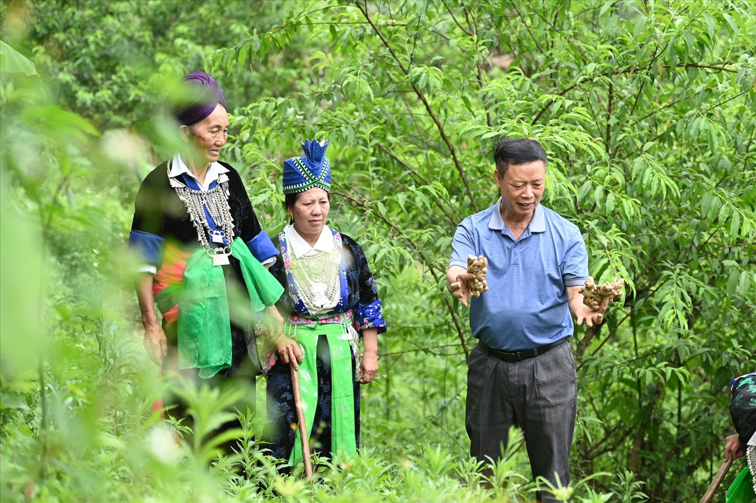BÀI CHUYÊN ĐỀ KHUYẾN NÔNG - ĐÃ BT: Người tiên phong đưa cây gừng Kỳ Sơn vươn ra thế giới 2