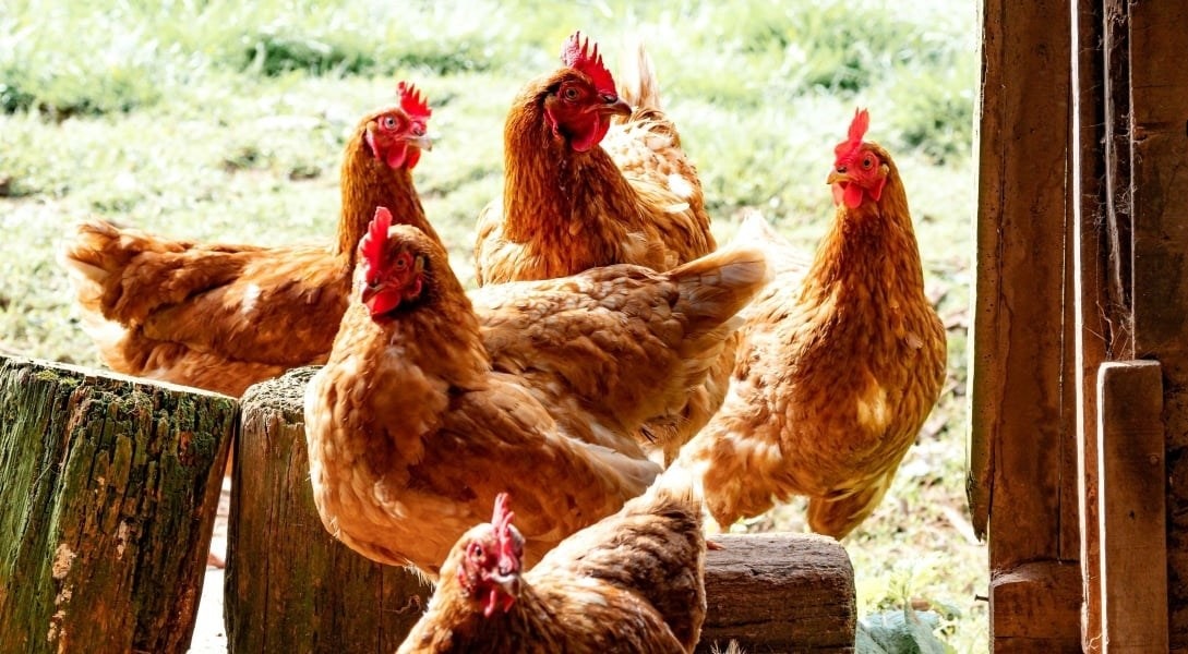 (Tổng hợp) Kỹ thuật nuôi và chăm sóc gà giò siêu thịt 2