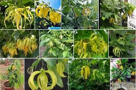 (Tổng hợp) Những bài thuốc hay từ cây hoa dẻ 1