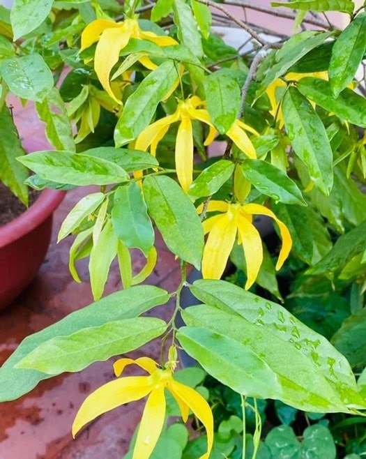 (Tổng hợp) Những bài thuốc hay từ cây hoa dẻ 2
