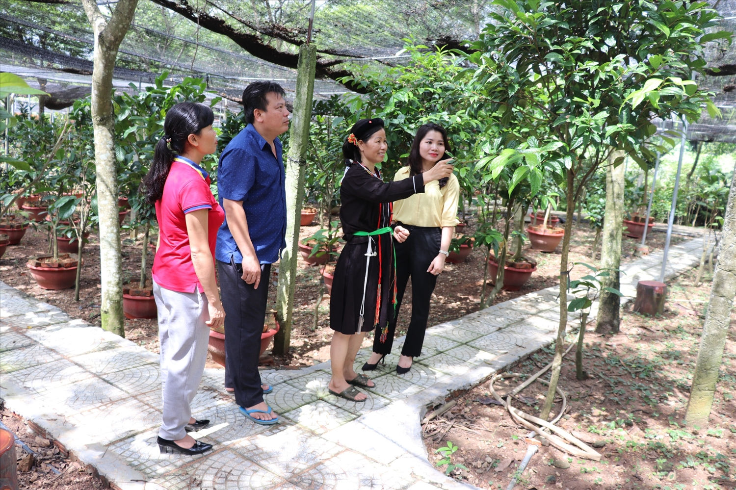 Mô hình trồng cây trà hoa vàng của gia đình chị Lưu Thị Tám ở huyện Tam Đảo, Vĩnh Phúc mang lại lợi nhuận kinh tế cao. Mô hình trồng cây trà hoa vàng của gia đình chị Lưu Thị Tám ở huyện Tam Đảo, Vĩnh Phúc mang lại lợi nhuận kinh tế cao.
