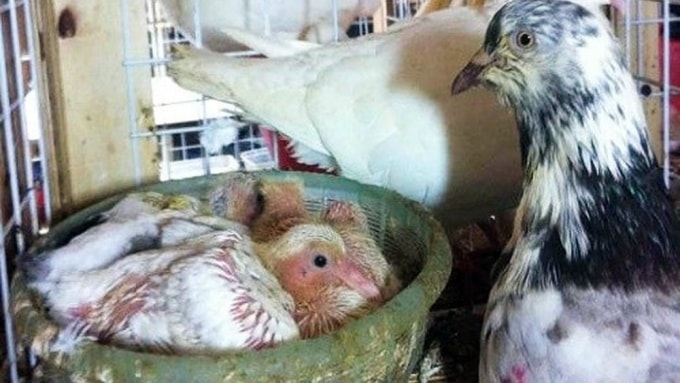 (Tổng hợp) Phòng và điều trị một số bệnh thường gặp ở chim bồ câu 3