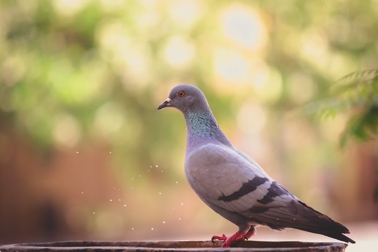 (Tổng hợp) Phòng và điều trị một số bệnh thường gặp ở chim bồ câu 4