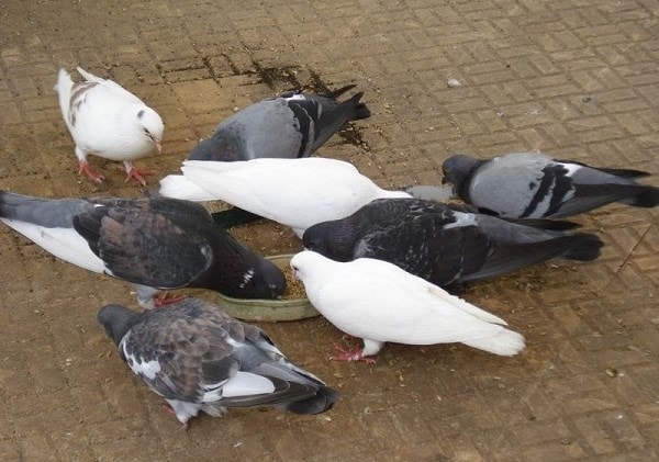 (Tổng hợp) Phòng và điều trị một số bệnh thường gặp ở chim bồ câu 2