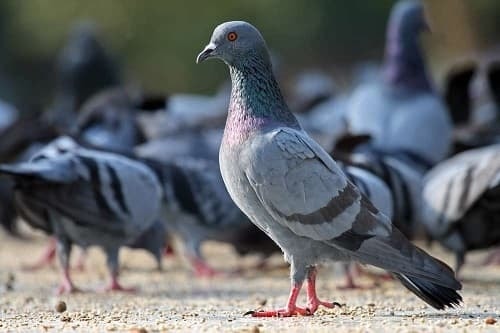 (Tổng hợp) Phòng và điều trị một số bệnh thường gặp ở chim bồ câu