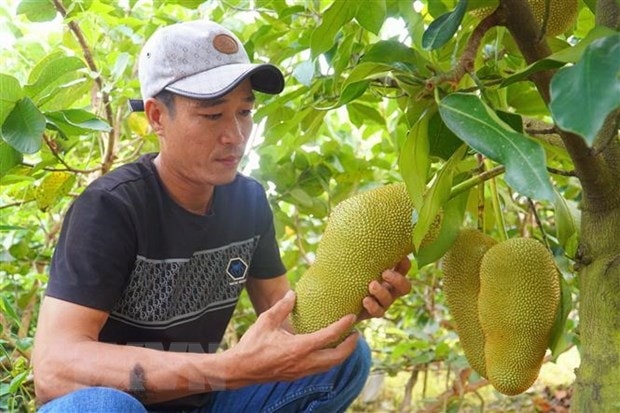 Anh Nguyễn Hữu Khang kiểm tra mít sầu riêng. (Ảnh: Thu Hiền/TTXVN)