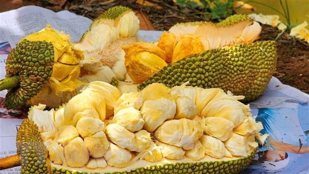 Anh Nguyễn Hữu Khang đã lai tạo thành công 3 loại mít sầu riêng có ruột khác nhau là mít sầu riêng ruột hồng, kem và vàng. (Ảnh: Thu Hiền/TTXVN)
