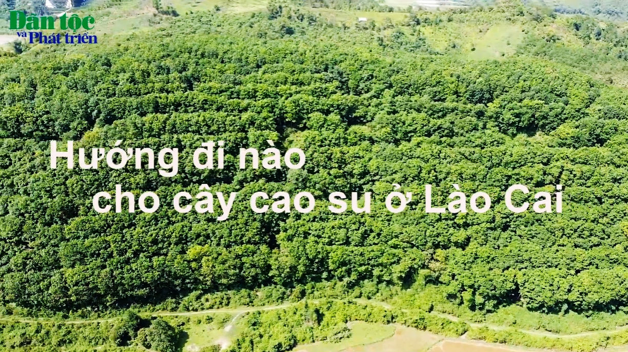 Hướng đi nào cho cây cao su ở Lào Cai 