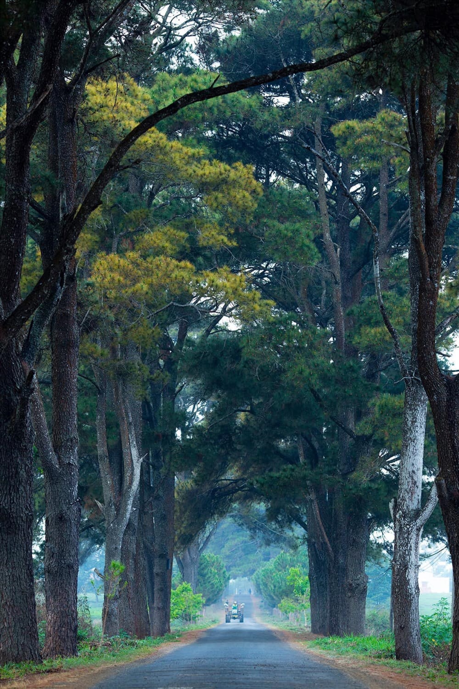 Con đường đẹp như tranh vẽ