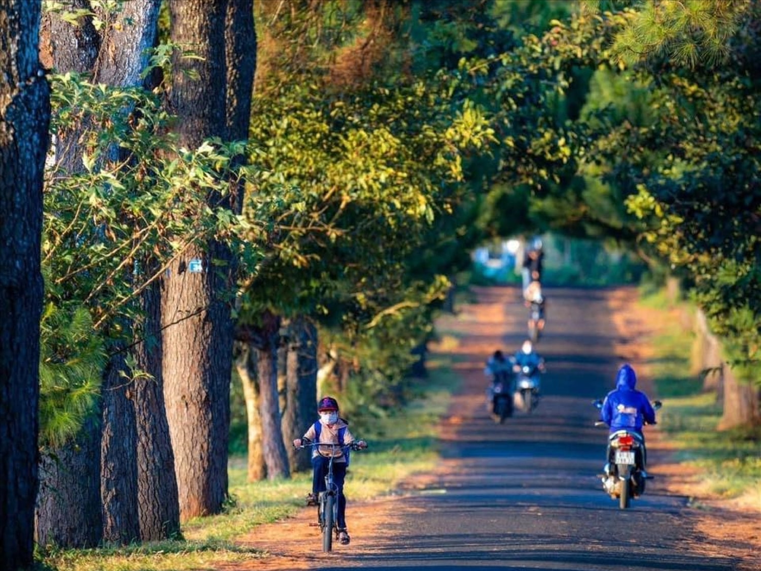 Một đoạn dốc nhỏ trên con đường hàng thông trăm tuổi