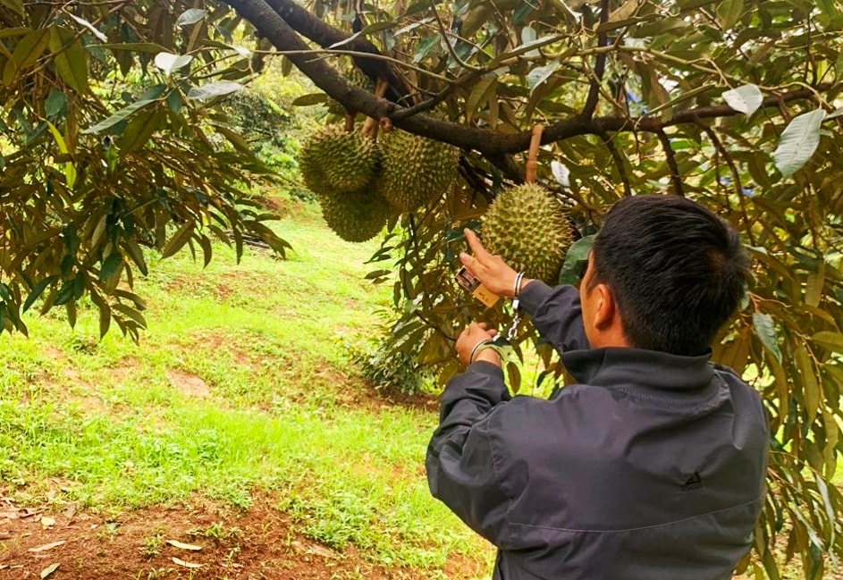 Hiện trường vườn sầu riêng các đối tượng thực hiện hành vi trộm cắp Hiện trường vườn sầu riêng các đối tượng thực hiện hành vi trộm cắp