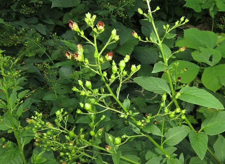 (Tổng hợp) Bài thuốc chữa bệnh từ vị thuốc huyền sâm 2