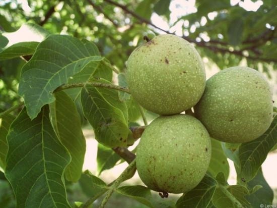 (Tổng hợp) Kỹ thuật trồng và chăm sóc cây óc chó 2