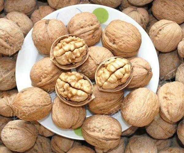 (Tổng hợp) Kỹ thuật trồng và chăm sóc cây óc chó 5