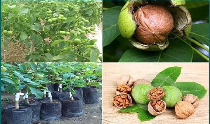 (Tổng hợp) Kỹ thuật trồng và chăm sóc cây óc chó 3