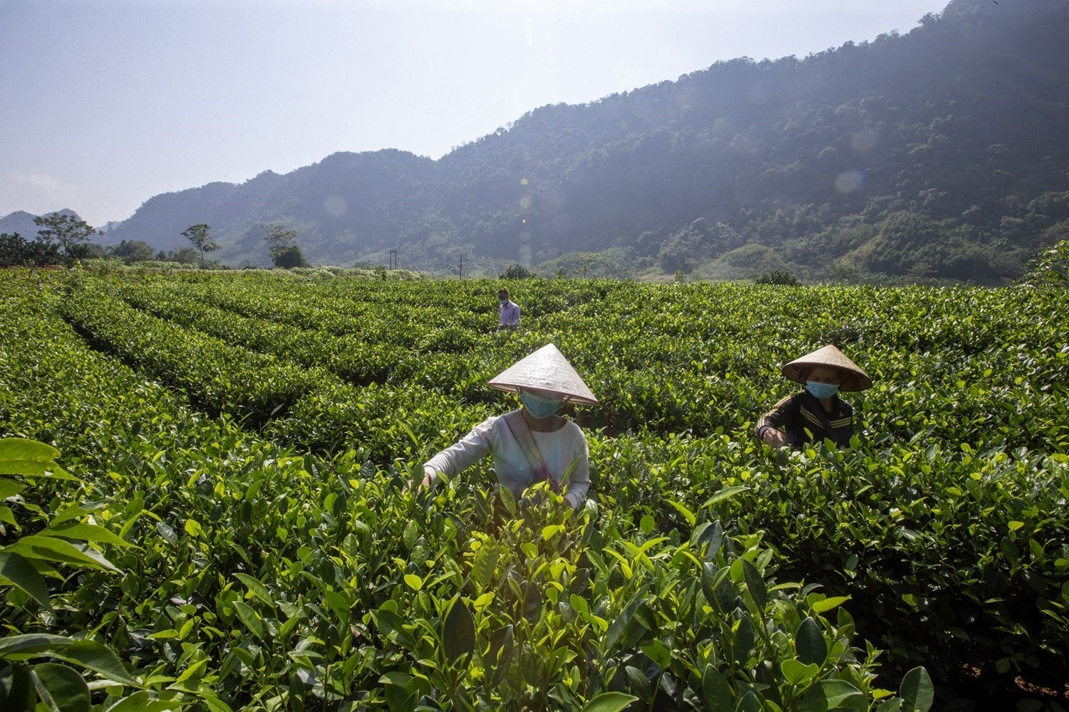 Vườn chè ở xã Cao Sơn, huyện Đà Bắc. Ảnh: Trọng Đạt. Vườn chè ở xã Cao Sơn, huyện Đà Bắc. Ảnh: Trọng Đạt.