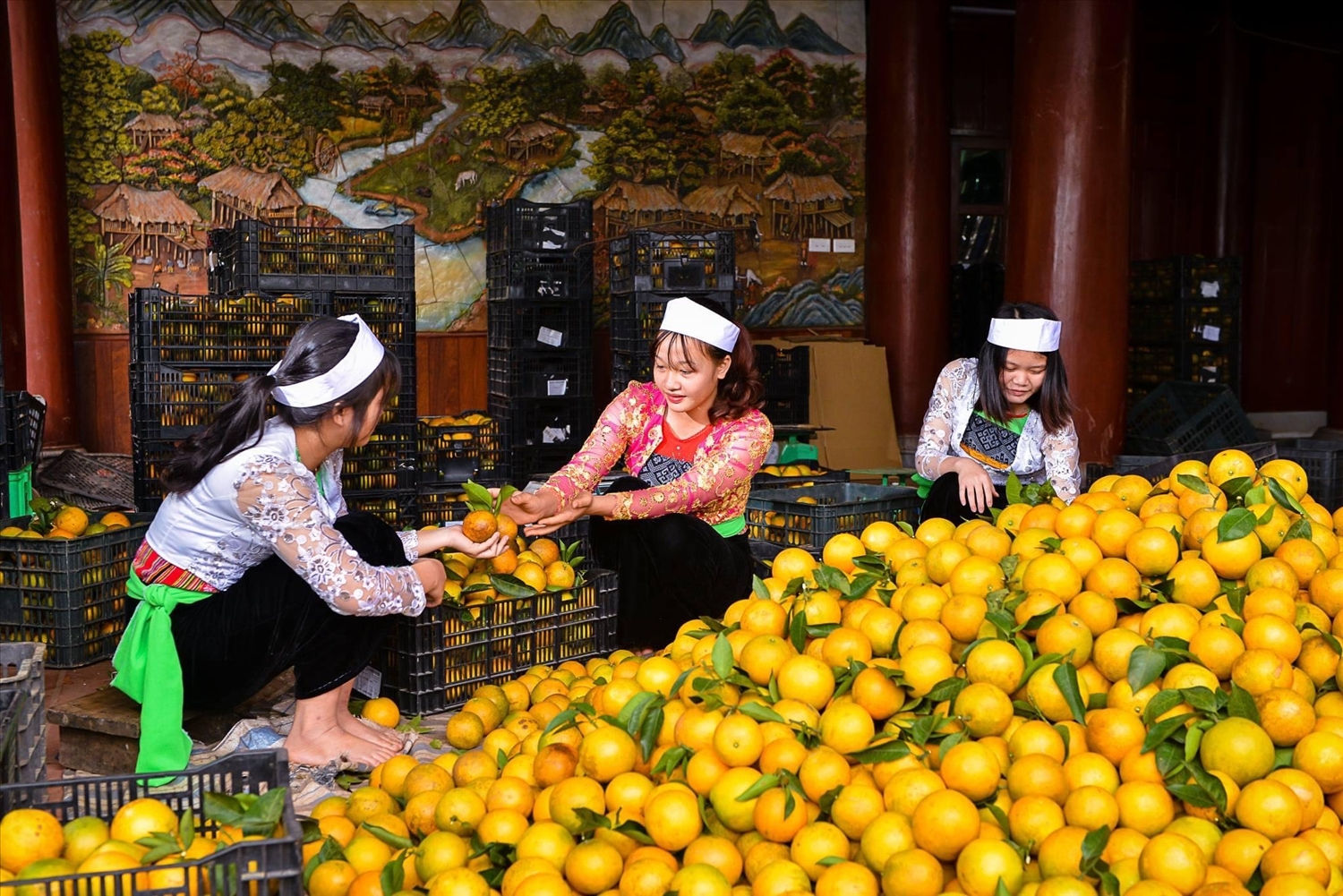 Nhiều mô hìnhsản xuất nông nghiệp đã góp phần thúc đẩy phát triển kinh tế - xã hội vùng DTTS tỉnh Hoà Bình. Nhiều mô hìnhsản xuất nông nghiệp đã góp phần thúc đẩy phát triển kinh tế - xã hội vùng DTTS tỉnh Hoà Bình.