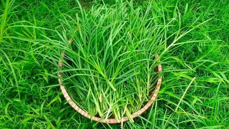 (Tổng hợp) 12 loại thảo dược trị gàu hiệu quả tại nhà 4