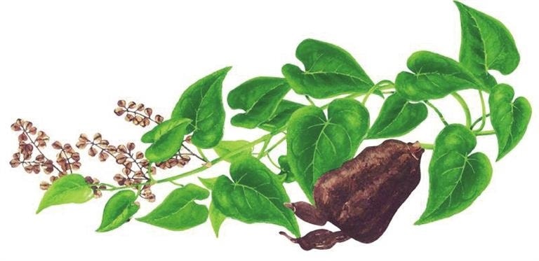 (Tổng hợp) Hướng dẫn kỹ thuật trồng cây hà thủ ô đỏ 2