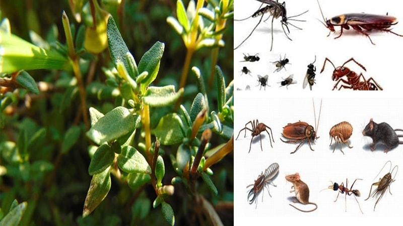 (Tổng hợp) Công dụng bất ngờ từ cỏ xạ hương 4