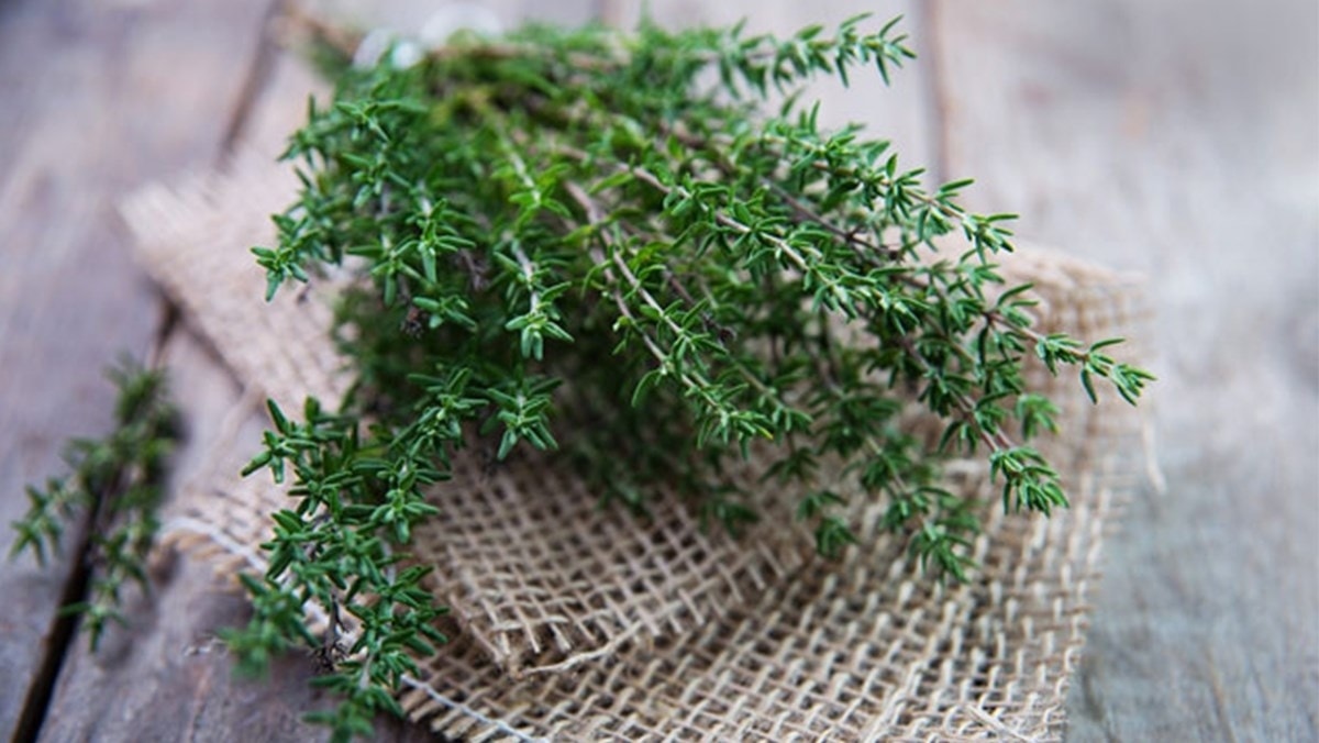 (Tổng hợp) Công dụng bất ngờ từ cỏ xạ hương 1