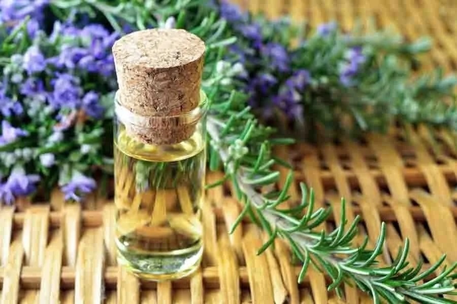 Cỏ xạ hương có thể dùng ở dạng khô, tươi hoặc tinh dầu rất tiện lợi Cỏ xạ hương có thể dùng ở dạng khô, tươi hoặc tinh dầu rất tiện lợi