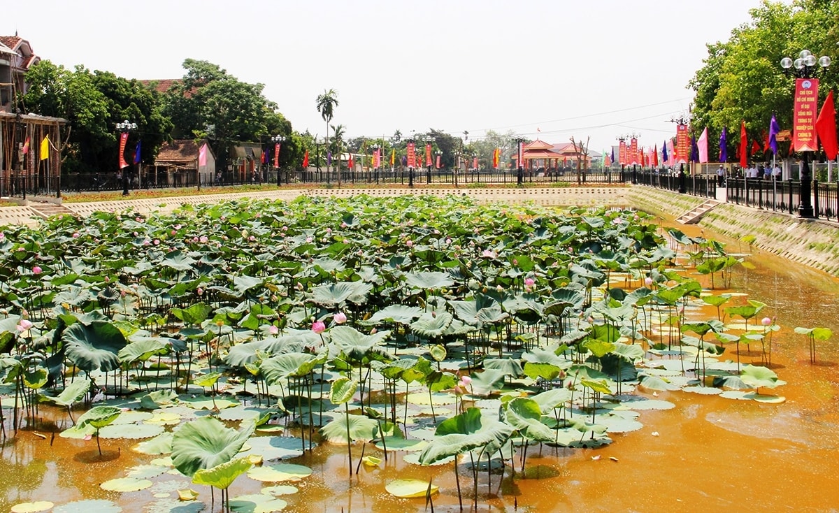 Hiện thực giấc mơ sen ở làng Sen 