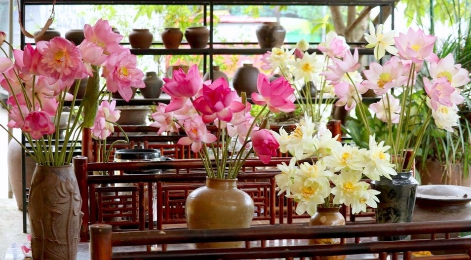 Hoa sen hiện đang được ưa chuộng trên thị trường Hoa sen hiện đang được ưa chuộng trên thị trường