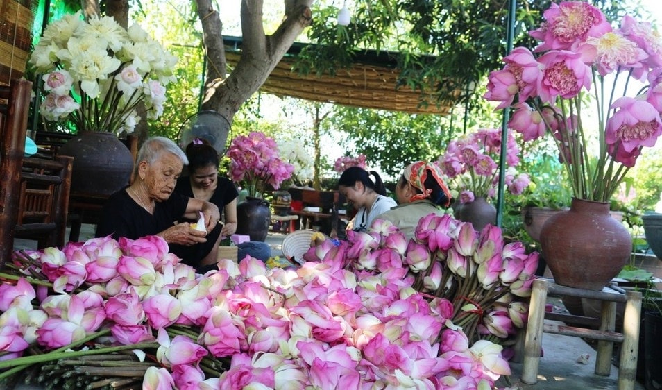 Người dân làng Sen sơ chế các sản phẩm tách ra từ hoa sen Người dân làng Sen sơ chế các sản phẩm tách ra từ hoa sen