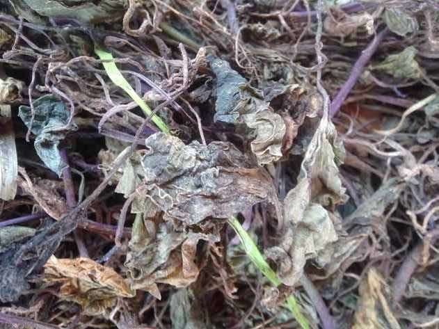 (Tổng hợp) Công dụng chữa bệnh của cây một lá 3