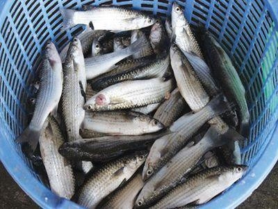 (Tổng hợp) Hướng dẫn nuôi cá đối mục thương phẩm 3