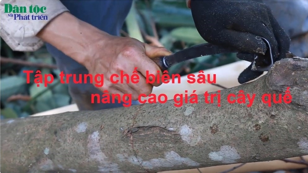 Tập trung chế biến sâu, nâng cao giá trị cây quế