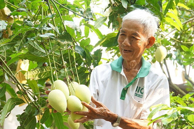 Ông Nguyễn Phú Hiệp, Tổ trưởng Tổ hợp tác sản xuất dịch vụ xoài Bà Két, (xã Mỹ Hội, huyện Cao Lãnh, Đồng Tháp) sản xuất xoài theo hướng hữu cơ góp phần xây dựng nền nông nghiệp sạch.