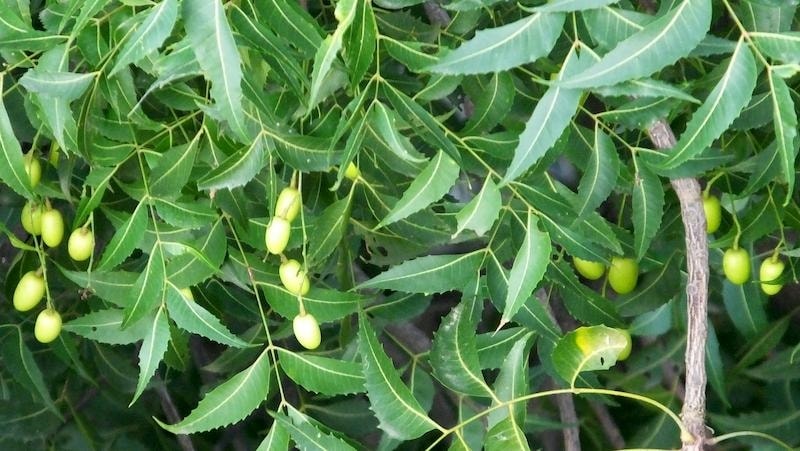 Cây sầu đâu tuy có thể được ít người biết đến, nhưng những công dụng của loại cây này lại vô cùng tuyệt vời đối với đời sống và sức khỏe của con người. 