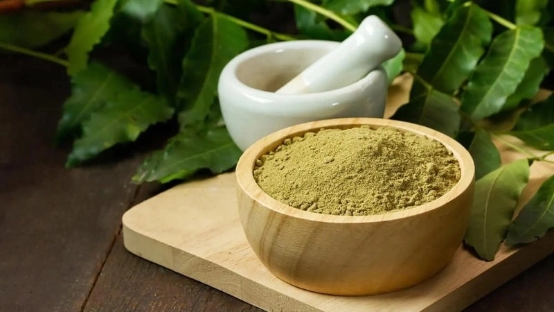(Tổng hợp) Công dụng chữa bệnh tuyệt vời từ cây sầu đâu 3